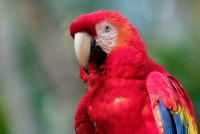 Ara arakanga - Ara macao - Scarlet Macaw o3953